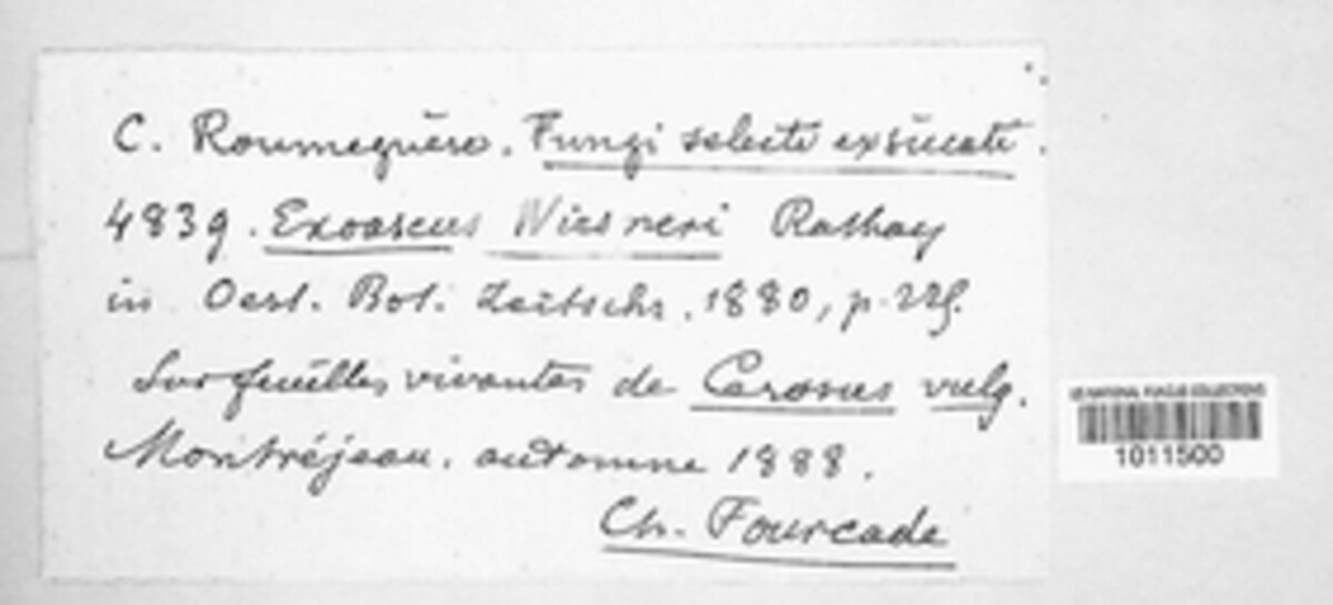 Taphrina wiesneri image